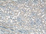 B3GALNT1 Antibody in Immunohistochemistry (Paraffin) (IHC (P))
