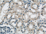 B3GALNT1 Antibody in Immunohistochemistry (Paraffin) (IHC (P))