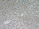 CEP97 Antibody in Immunohistochemistry (Paraffin) (IHC (P))
