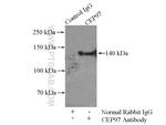 CEP97 Antibody in Immunoprecipitation (IP)