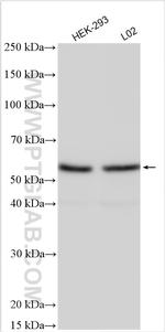 ZFP161/ZBTB14 Antibody in Western Blot (WB)