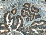 B9D2 Antibody in Immunohistochemistry (Paraffin) (IHC (P))