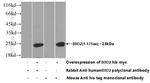 B9D2 Antibody in Western Blot (WB)
