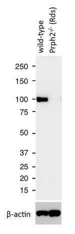 PDE6B Antibody in Western Blot (WB)