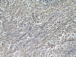 CCR10 Antibody in Immunohistochemistry (Paraffin) (IHC (P))