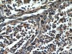 CCR10 Antibody in Immunohistochemistry (Paraffin) (IHC (P))