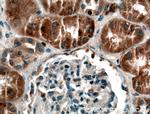 SYTL3 Antibody in Immunohistochemistry (Paraffin) (IHC (P))