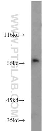 SYTL3 Antibody in Western Blot (WB)