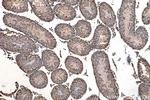 PRDM7 Antibody in Immunohistochemistry (Paraffin) (IHC (P))