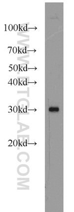 CNPY4 Antibody in Western Blot (WB)