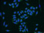 CNPY4 Antibody in Immunocytochemistry (ICC/IF)