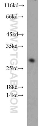 CNPY4 Antibody in Western Blot (WB)