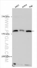 TXLNB Antibody in Western Blot (WB)