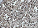 TLE3 Antibody in Immunohistochemistry (Paraffin) (IHC (P))