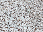 TLE3 Antibody in Immunohistochemistry (Paraffin) (IHC (P))