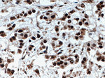 TLE3 Antibody in Immunohistochemistry (Paraffin) (IHC (P))