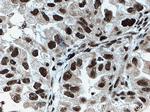 TLE3 Antibody in Immunohistochemistry (Paraffin) (IHC (P))