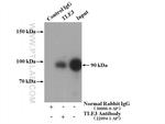 TLE3 Antibody in Immunoprecipitation (IP)