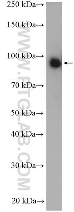 TLE3 Antibody in Western Blot (WB)