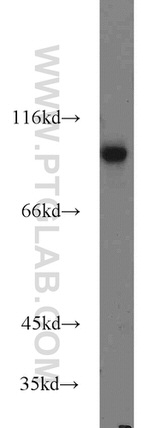 TLE3 Antibody in Western Blot (WB)