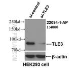 TLE3 Antibody in Western Blot (WB)