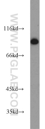 TLE3 Antibody in Western Blot (WB)