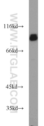 TLE3 Antibody in Western Blot (WB)