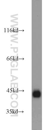 Podoplanin Antibody in Western Blot (WB)