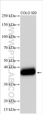 CDX2 Antibody in Western Blot (WB)