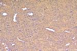 POMC Antibody in Immunohistochemistry (Paraffin) (IHC (P))