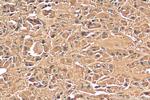 POMC Antibody in Immunohistochemistry (Paraffin) (IHC (P))