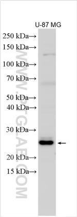 FAM167A Antibody in Western Blot (WB)