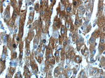 ALDH1A1 Antibody in Immunohistochemistry (Paraffin) (IHC (P))
