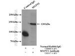 MYPT1 Antibody in Immunoprecipitation (IP)