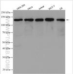 MYPT1 Antibody in Western Blot (WB)