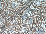 TBC1D1 Antibody in Immunohistochemistry (Paraffin) (IHC (P))