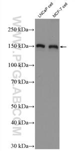 TBC1D1 Antibody in Western Blot (WB)