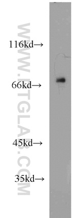 RYK Antibody in Western Blot (WB)