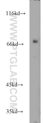 RYK Antibody in Western Blot (WB)
