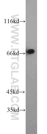 RYK Antibody in Western Blot (WB)