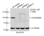 CACNA2D2 Antibody in Western Blot (WB)