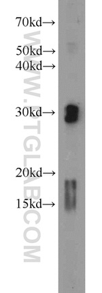 ENDOG Antibody in Western Blot (WB)