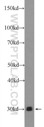ENDOG Antibody in Western Blot (WB)