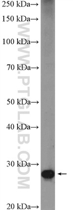 ENDOG Antibody in Western Blot (WB)