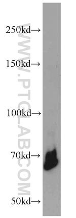 YY1 Antibody in Western Blot (WB)