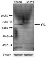 YY1 Antibody in Western Blot (WB)