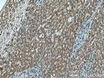 C3orf10 Antibody in Immunohistochemistry (Paraffin) (IHC (P))