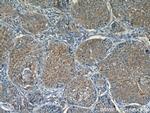 C3orf10 Antibody in Immunohistochemistry (Paraffin) (IHC (P))