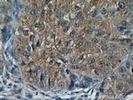 C3orf10 Antibody in Immunohistochemistry (Paraffin) (IHC (P))
