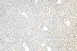 CCZ1 Antibody in Immunohistochemistry (Paraffin) (IHC (P))